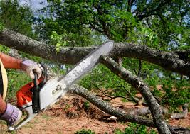 Best Arborist Consultation Services  in Beach City, TX