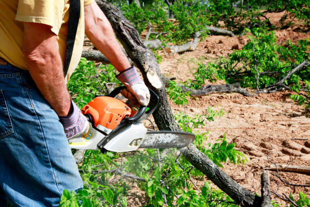 Best Tree Maintenance Programs  in Beach City, TX